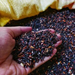 Gạo nếp cẩm, nếp than Điện Biên - Thơm mềm, ngọt dẻo